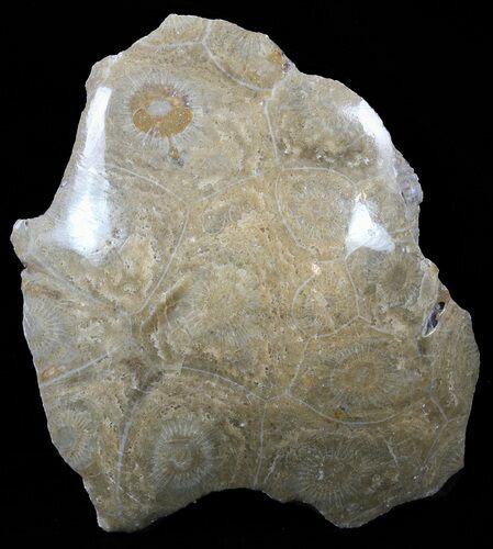 Polished Fossil Coral - Morocco #60046